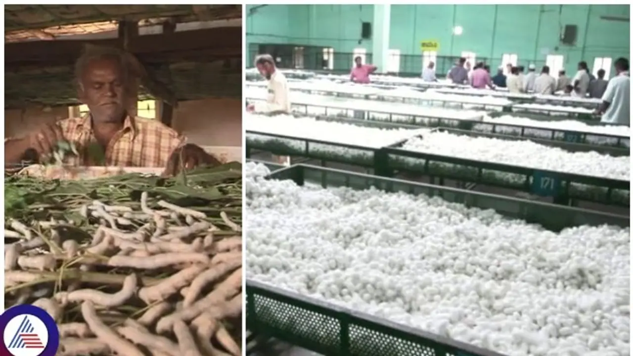 ರೇಷ್ಮೆ ಗೂಡು ಬೆಲೆ ಕುಸಿತ: ಸಾಲದ ಸುಳಿಗೆ ಸಿಲುಕಿದ ರೈತ