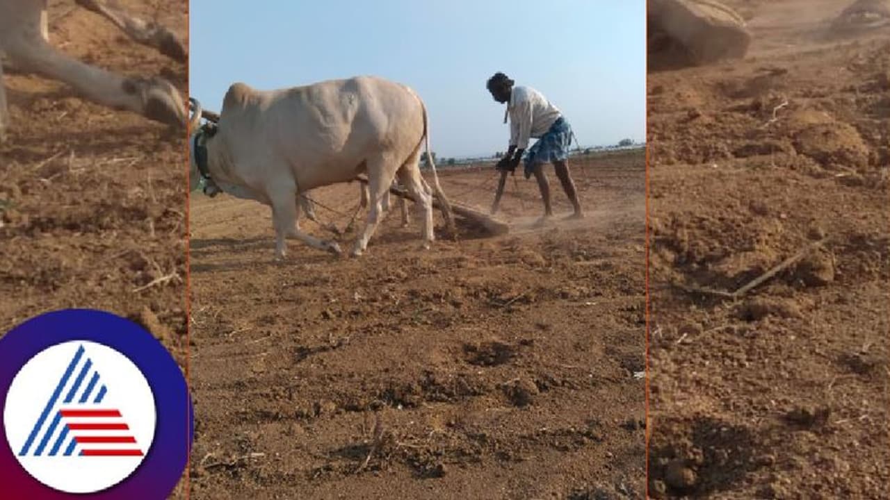 ವರುಣನ ಕೃಪೆಗಾಗಿ ಬಾನಿನತ್ತ ಸುರಪುರ ತಾಲೂಕಿನ ಅನ್ನದಾತರ ಚಿತ್ತ ವರುಣನ ಕೃಪೆಗಾಗಿ ಬಾನಿನತ್ತ ಸುರಪುರ ತಾಲೂಕಿನ ಅನ್ನದಾತರ ಚಿತ್ತ