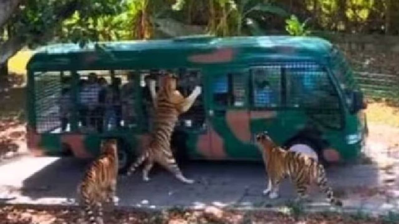 Viral video: ജം​ഗിൾ സഫാരിക്കിടെ ബസിൽ തൂങ്ങി കടുവ, ഭയപ്പെടുത്തും വീഡിയോ 