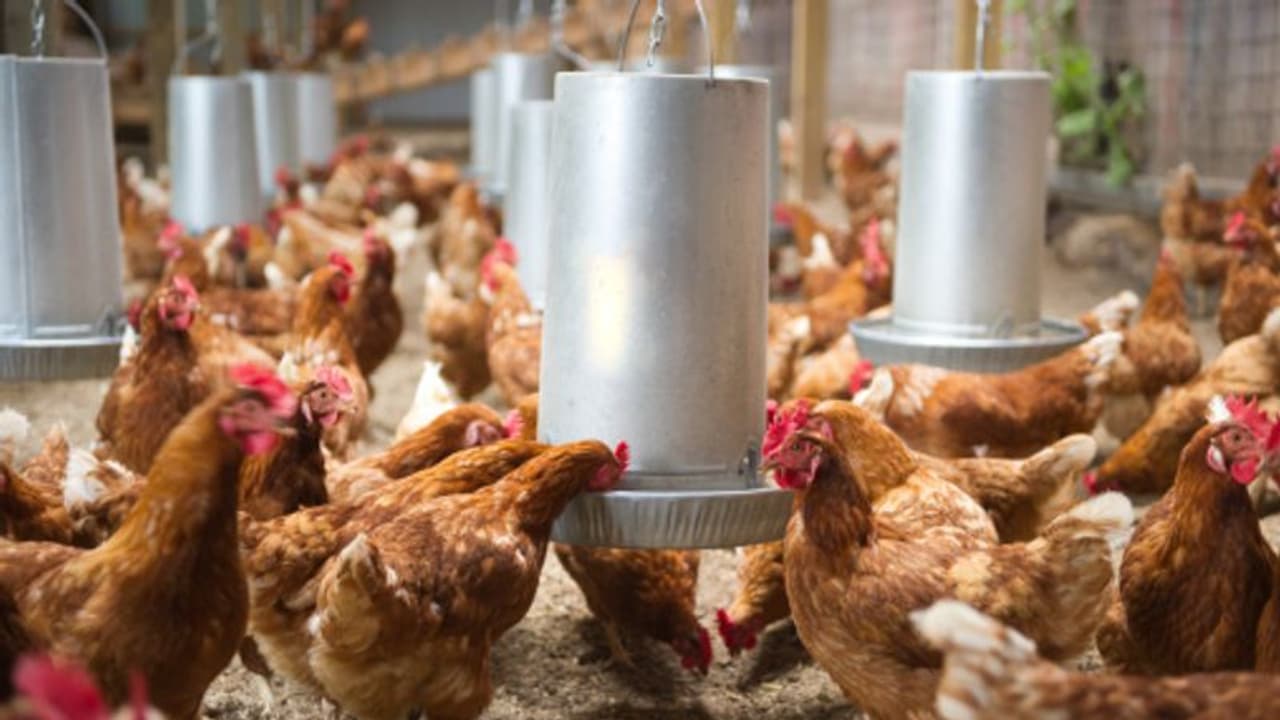 క్రికెటర్స్ డ్రెస్సింగ్ రూమ్ లో దూరిన కోడి.. వీడియో వైరల్..! క్రికెటర్స్ డ్రెస్సింగ్ రూమ్ లో దూరిన కోడి.. వీడియో వైరల్..!