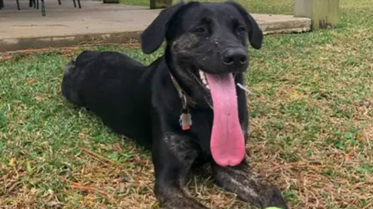 ലോകത്തിലെ ഏറ്റവും നീളമുള്ള നാവ്, ലോക റെക്കോർഡ് സ്വന്തമാക്കി സോയി ലോകത്തിലെ ഏറ്റവും നീളമുള്ള നാവ്, ലോക റെക്കോർഡ് സ്വന്തമാക്കി സോയി