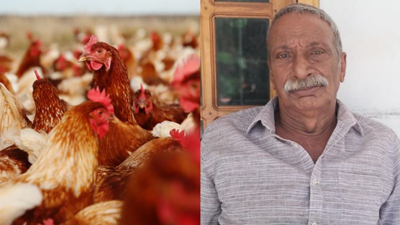 മുട്ടക്കോഴികളെ പെരുമ്പാമ്പ് വിഴുങ്ങി; കാസർഗോഡ് നഷ്ടപരിഹാരം തേടി അദാലത്തിലെത്തിയ കർഷകന് നിരാശ മുട്ടക്കോഴികളെ പെരുമ്പാമ്പ് വിഴുങ്ങി; കാസർഗോഡ് നഷ്ടപരിഹാരം തേടി അദാലത്തിലെത്തിയ കർഷകന് നിരാശ