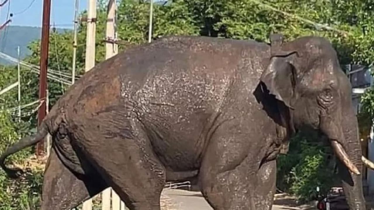 അരിക്കൊമ്പനെ വീണ്ടും മയക്കുവെടിവെച്ചു, തമിഴ്നാട് സർക്കാർ നടപടി ആന ജനവാസമേഖലയിൽ ഇറങ്ങിയതോടെ 