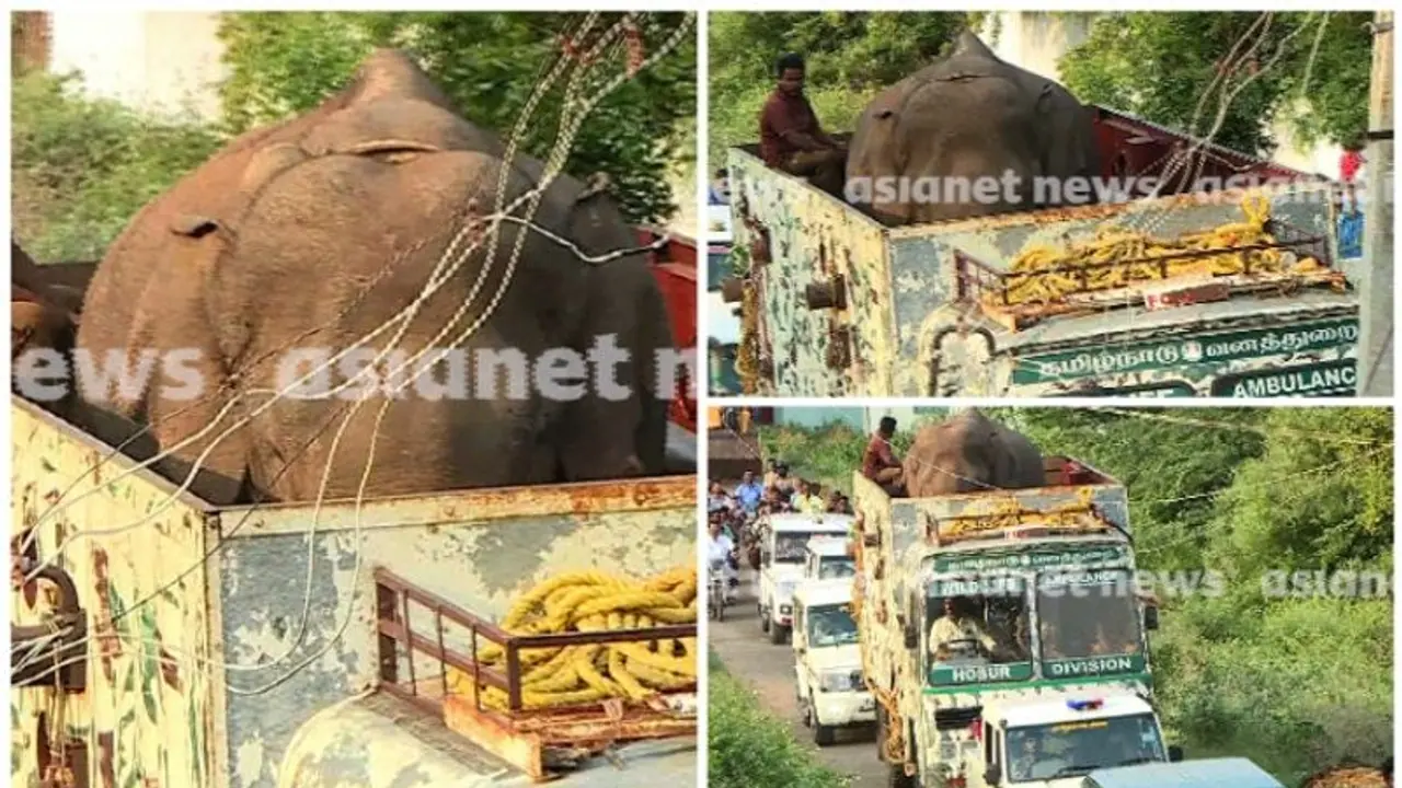 Mission Arikomban accomplished! Tamil Nadu forest dept captures wild tusker after 2 tranquiliser shots