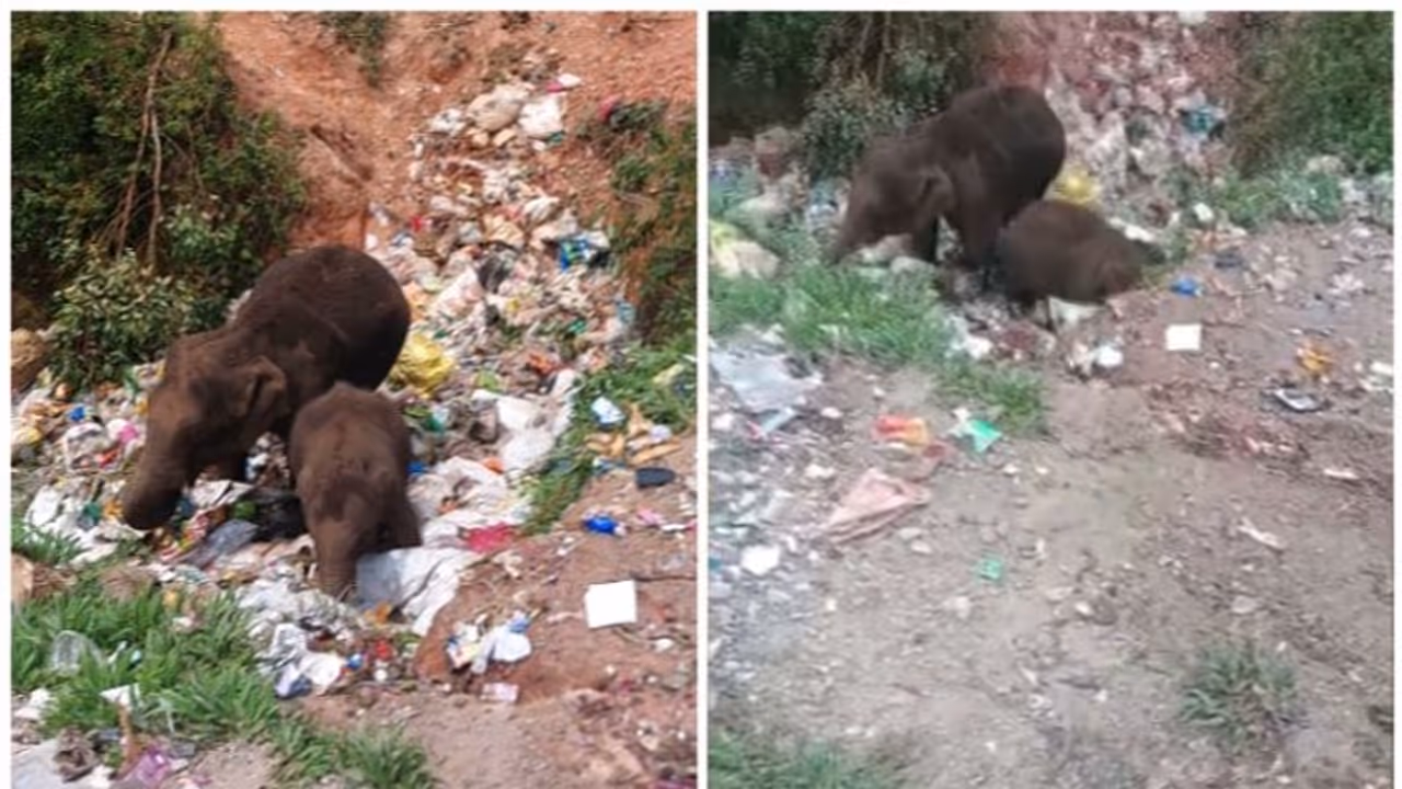 മാലിന്യങ്ങളിലെ പച്ചക്കറികൾക്കൊപ്പം പ്ലാസ്റ്റിക്കും കഴിക്കുന്ന കുട്ടിയാനയും പിടിയാനയും! വേദനയുണർത്തി ദൃശ്യങ്ങൾ