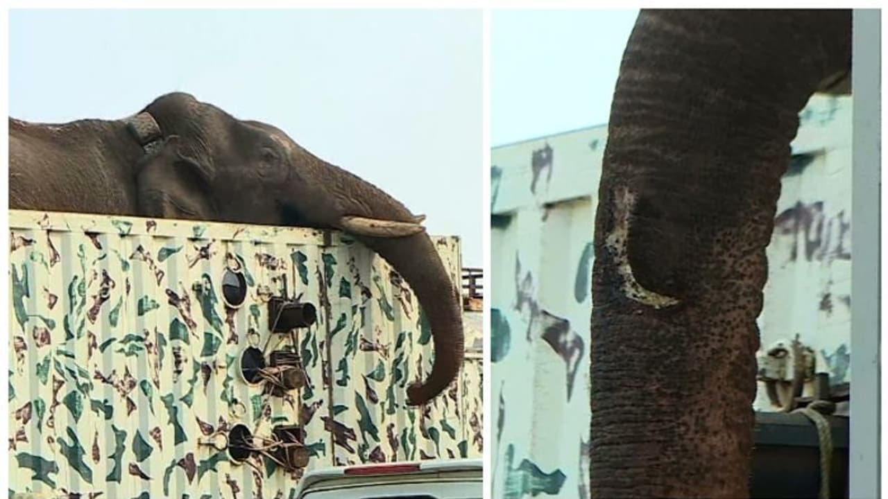 ഉണങ്ങാതെ അരിക്കൊമ്പന്റെ തുമ്പിക്കൈയിലെ മുറിവ്; തിരുനെൽവേലിയിലേക്ക് മാറ്റുമെന്ന് സൂചന