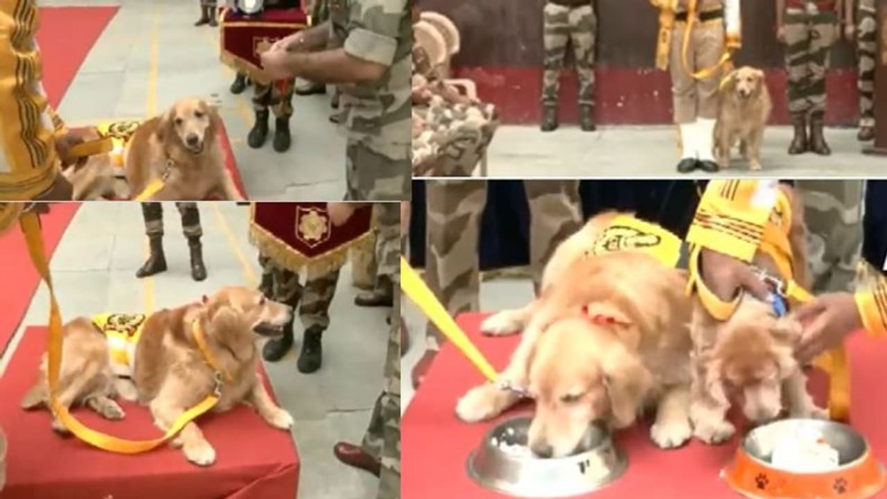 ನಿವೃತ್ತಿಗೊಂಡ CISF ಶ್ವಾನ ರಾಕಿ, ರೋಮಿಯೋ, ಸೋನಿಗೆ ಅದ್ದೂರಿ ಬೀಳ್ಕೊಡುಗೆ