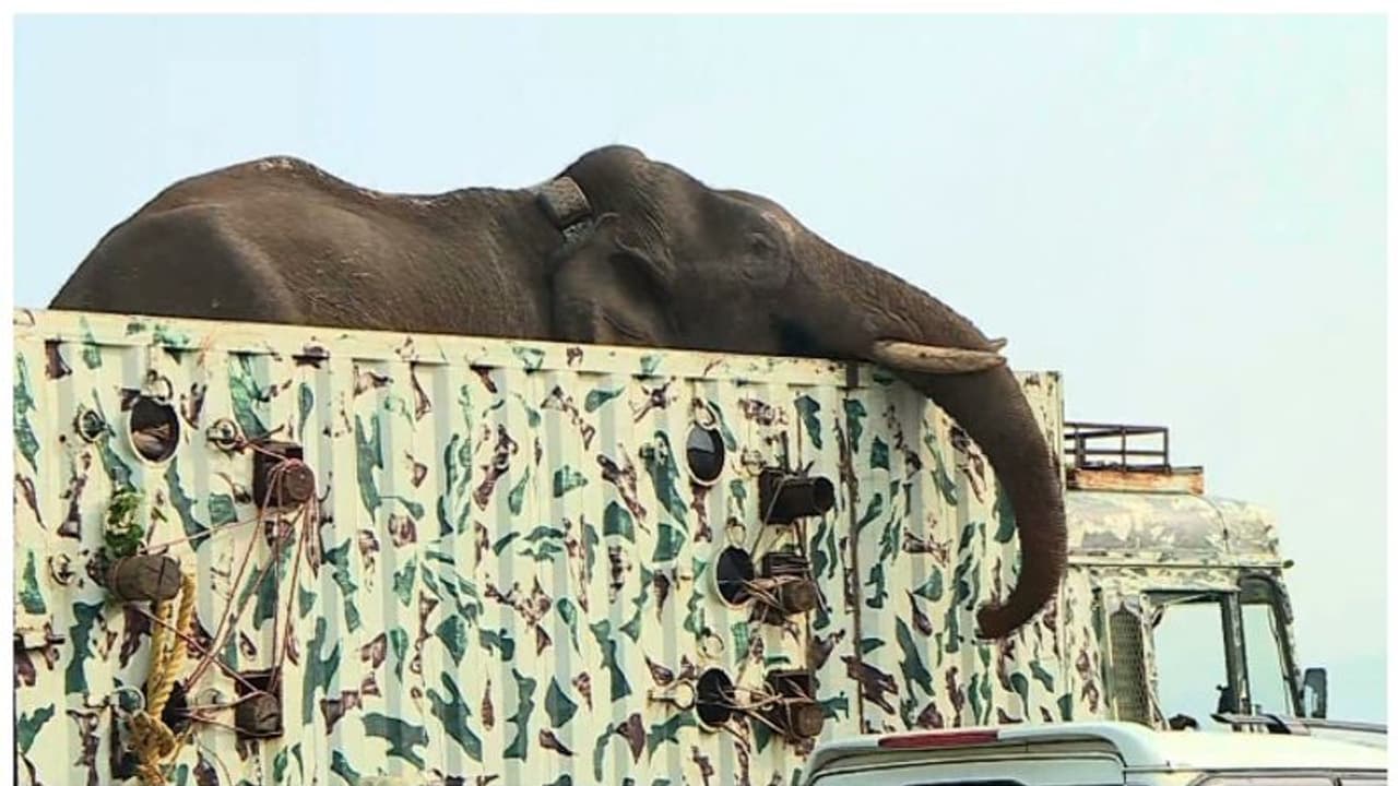 അരിക്കൊമ്പനെ ഇന്ന് വനത്തിൽ തുറന്നുവിടില്ല; വനം വകുപ്പിന്‍റെ നടപടി മദ്രാസ് ഹൈക്കോടതിയുടെ നിർദ്ദേശത്തെ തുടർന്ന്