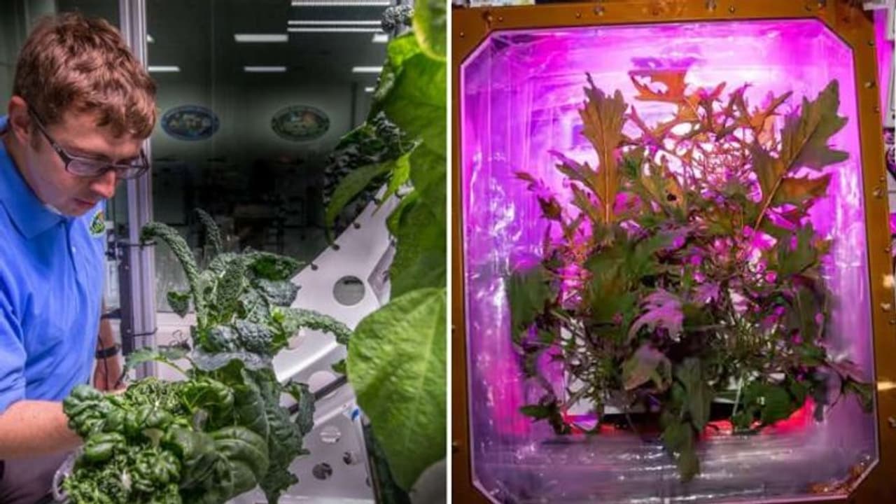 தாவர விதை.. டிஎன்ஏ பரிசோதனை.. எலான் மஸ்க்கின் SpaceX விண்வெளி நிலையத்தில் இதெல்லாம் நடக்குது தெரியுமா.! தாவர விதை.. டிஎன்ஏ பரிசோதனை.. எலான் மஸ்க்கின் SpaceX விண்வெளி நிலையத்தில் இதெல்லாம் நடக்குது தெரியுமா.!