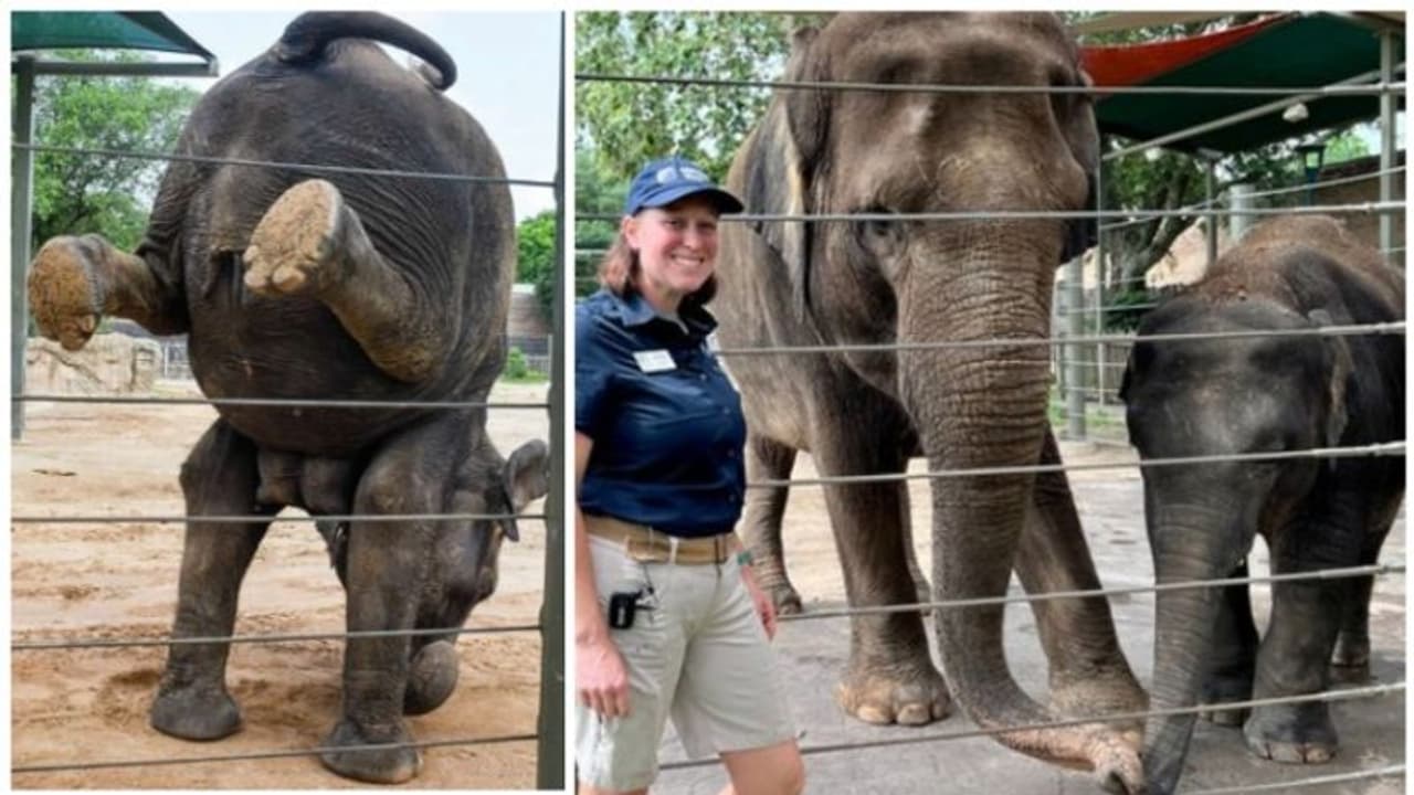 ഫിറ്റ്നസ് പാലിക്കാന് യോഗ ചെയ്യുന്ന ഹൂസ്റ്റണ് മഗശാലയിലെ ആനകള് ! ഫിറ്റ്നസ് പാലിക്കാന് യോഗ ചെയ്യുന്ന ഹൂസ്റ്റണ് മഗശാലയിലെ ആനകള് !