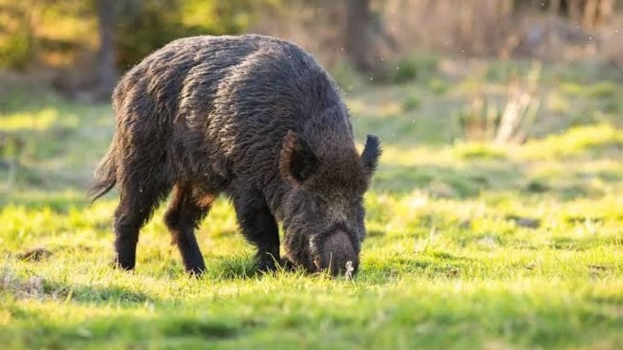 காஷ்மீரில் புதிய அச்சுறுத்தலாக மாறி உள்ள காட்டுப் பன்றிகள்.. பீதியில் மக்கள்.. அதிகாரிகள் என்ன சொல்கின்றனர்?