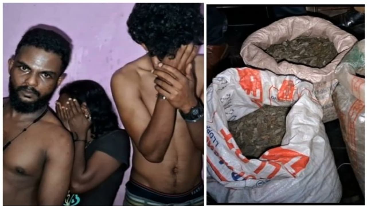 വീട് വാടകക്ക് എടുത്ത് ലഹരി വിൽപന; ദമ്പതികൾ ഉൾപ്പെടെ 3 പേർ പിടിയിൽ; 20 കിലോ കഞ്ചാവും പിടിച്ചെടുത്തു
