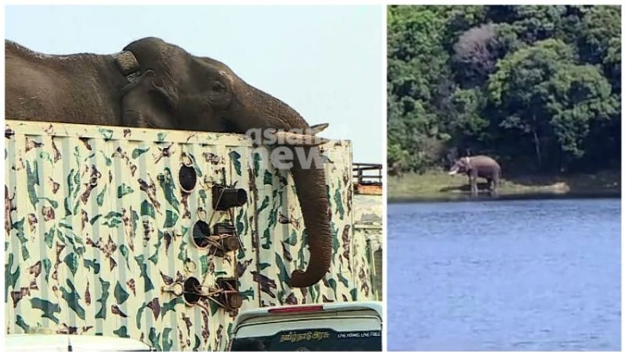 'അരിക്കൊമ്പൻ ആരോ​ഗ്യവാൻ'; പുതിയ കാട് അപ്പർ കോടയാർ; നിരീക്ഷണം തുടരാന്‍ തമിഴ്നാട് വനംവകുപ്പ്