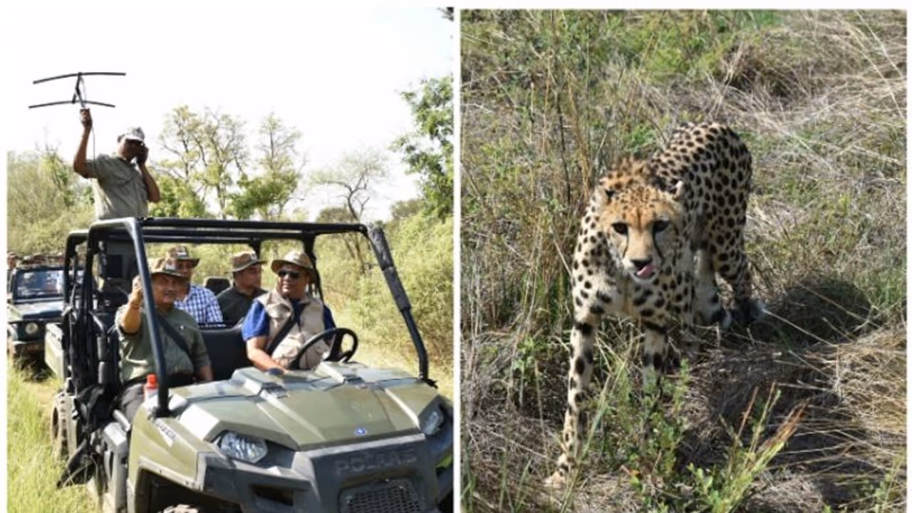 A Guide to India's National Parks: Wildlife Watching and More A Guide to India's National Parks: Wildlife Watching and More