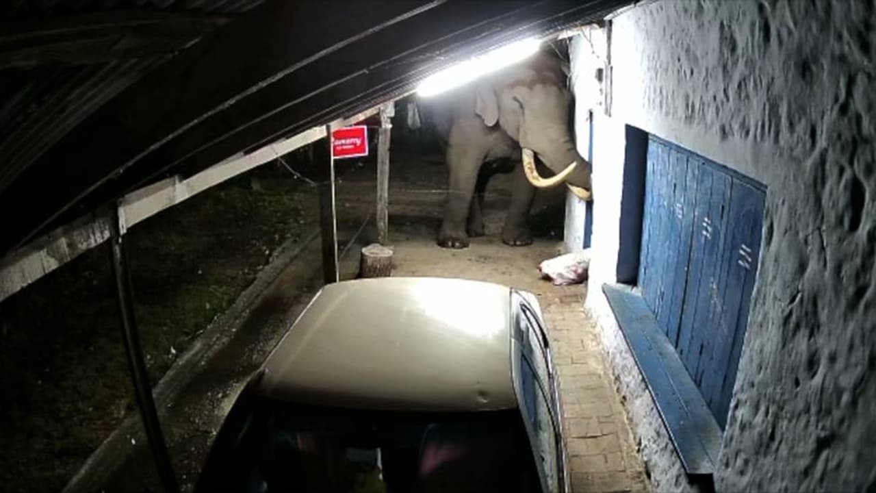 മൂന്നാറിൽ പലചരക്ക് കടയ്ക്ക് നേരെ ഒറ്റയാൻ പടയപ്പയുടെ ആക്രമണം മൂന്നാറിൽ പലചരക്ക് കടയ്ക്ക് നേരെ ഒറ്റയാൻ പടയപ്പയുടെ ആക്രമണം