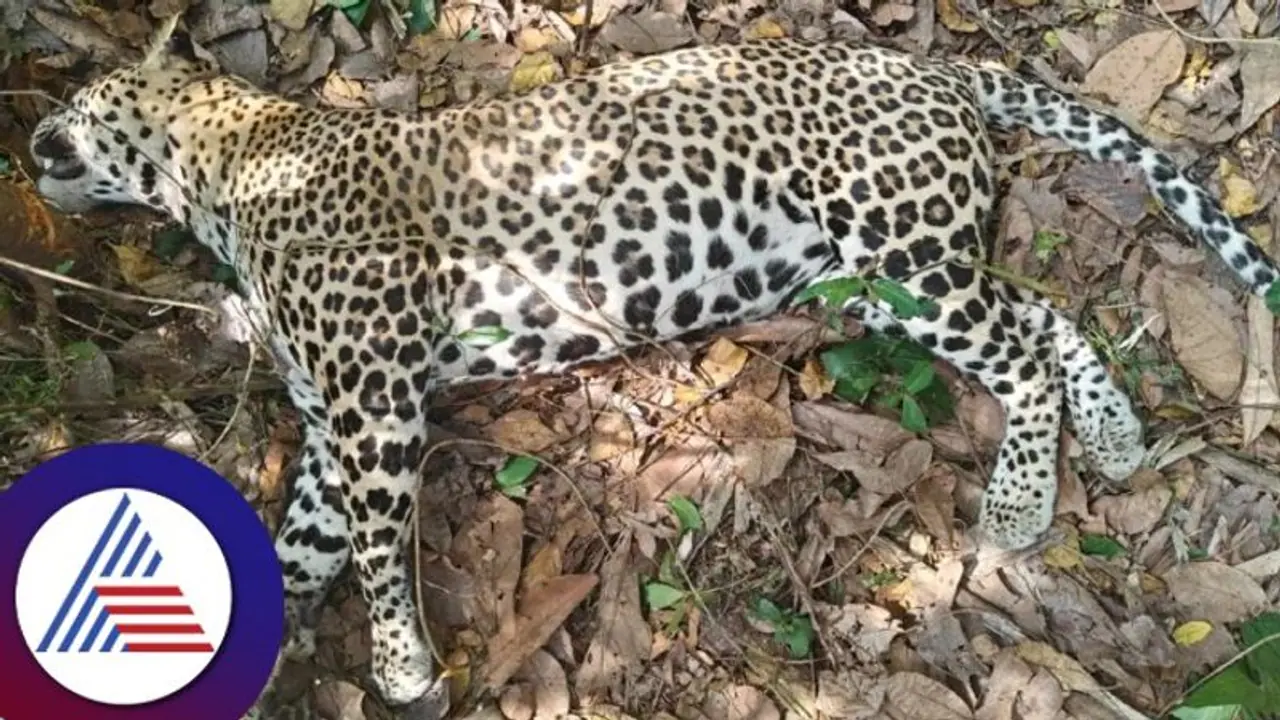 Wildlife: ಉಳೆಪಾಡಿ ಮಿತ್ತಬೆಟ್ಟು ಬಳಿ ಉರುಳಿಗೆ ಸಿಲುಕಿ ಚಿರತೆ ಸಾವು! Wildlife: ಉಳೆಪಾಡಿ ಮಿತ್ತಬೆಟ್ಟು ಬಳಿ ಉರುಳಿಗೆ ಸಿಲುಕಿ ಚಿರತೆ ಸಾವು!