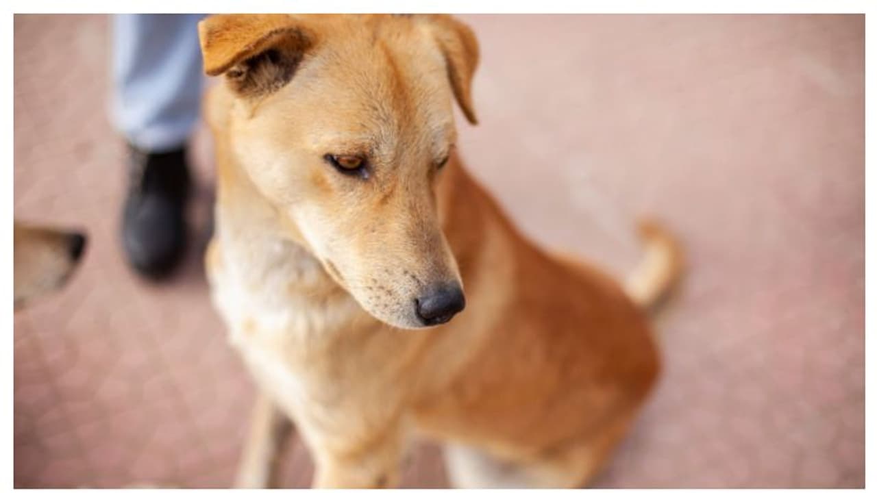 പാനൂരിൽ പിഞ്ചുകുഞ്ഞിനെ തെരുവുനായ കടിച്ചു കീറി; കുട്ടി തീവ്രപരിചരണ വിഭാഗത്തിൽ ചികിത്സയിൽ പാനൂരിൽ പിഞ്ചുകുഞ്ഞിനെ തെരുവുനായ കടിച്ചു കീറി; കുട്ടി തീവ്രപരിചരണ വിഭാഗത്തിൽ ചികിത്സയിൽ