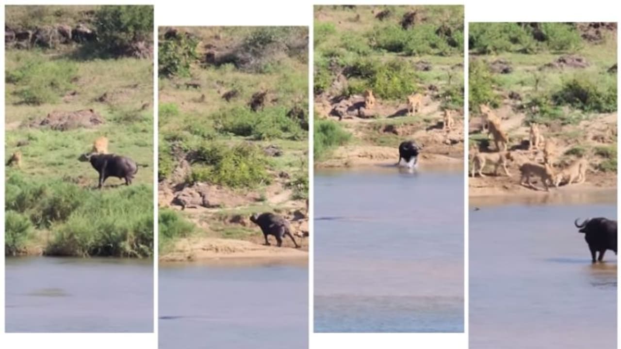 വുര്‍ഹാമി സിംഹക്കൂട്ടങ്ങളില്‍ നിന്നും തന്ത്രപരമായി രക്ഷപ്പെട്ടുന്ന കാട്ടുപോത്ത്; വൈറല്‍ വീഡിയോ 