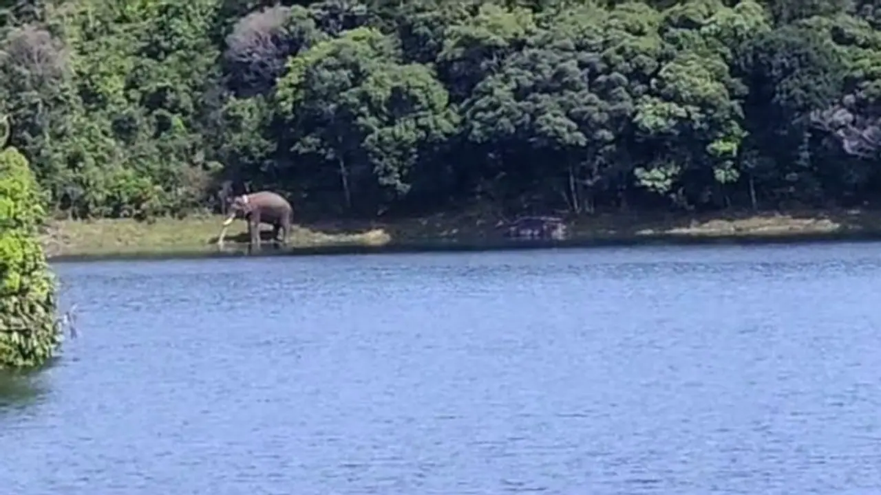 അരിക്കൊമ്പന് ആരോഗ്യവാന്; നിലവിലുള്ളത് മണിമുത്താര് ഡാം പരിസരത്ത്, നിരീക്ഷിച്ച് വനംവകുപ്പ് സംഘം അരിക്കൊമ്പന് ആരോഗ്യവാന്; നിലവിലുള്ളത് മണിമുത്താര് ഡാം പരിസരത്ത്, നിരീക്ഷിച്ച് വനംവകുപ്പ് സംഘം