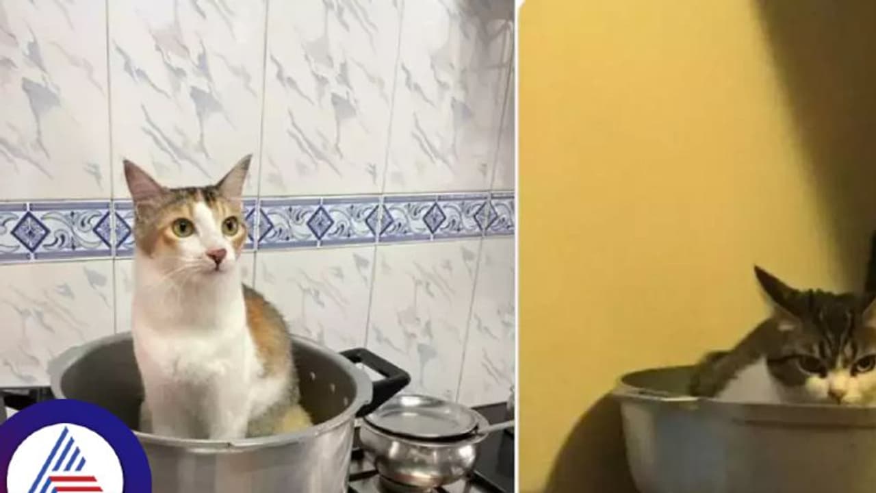 ಛೀ..ಛೀ..ಕೇರಳಿಗರು ಬೆಕ್ಕನ್ನೂ ತಿನ್ತಾರಾ? ಟ್ವಿಟರ್ನಲ್ಲಿ ಏನಿದು ಬಿಸಿಬಿಸಿ ಚರ್ಚೆ! ಛೀ..ಛೀ..ಕೇರಳಿಗರು ಬೆಕ್ಕನ್ನೂ ತಿನ್ತಾರಾ? ಟ್ವಿಟರ್ನಲ್ಲಿ ಏನಿದು ಬಿಸಿಬಿಸಿ ಚರ್ಚೆ!