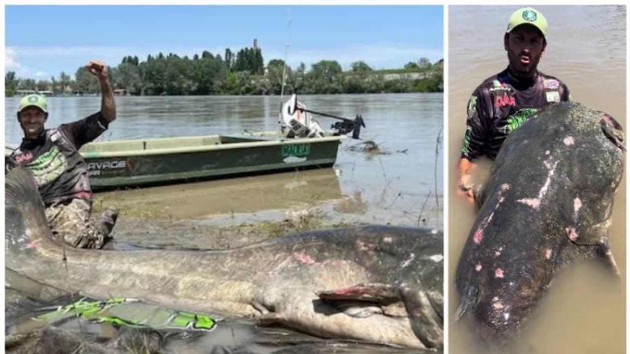 മുക്കാല് മണിക്കൂറോളം നീണ്ട പോരാട്ടം; ഒടുവില് 9 അടിയിലേറെ വലുപ്പമുള്ള ഭീമൻ മത്സ്യം പിടിയില്, പിന്നെ നടന്നത്! മുക്കാല് മണിക്കൂറോളം നീണ്ട പോരാട്ടം; ഒടുവില് 9 അടിയിലേറെ വലുപ്പമുള്ള ഭീമൻ മത്സ്യം പിടിയില്, പിന്നെ നടന്നത്!