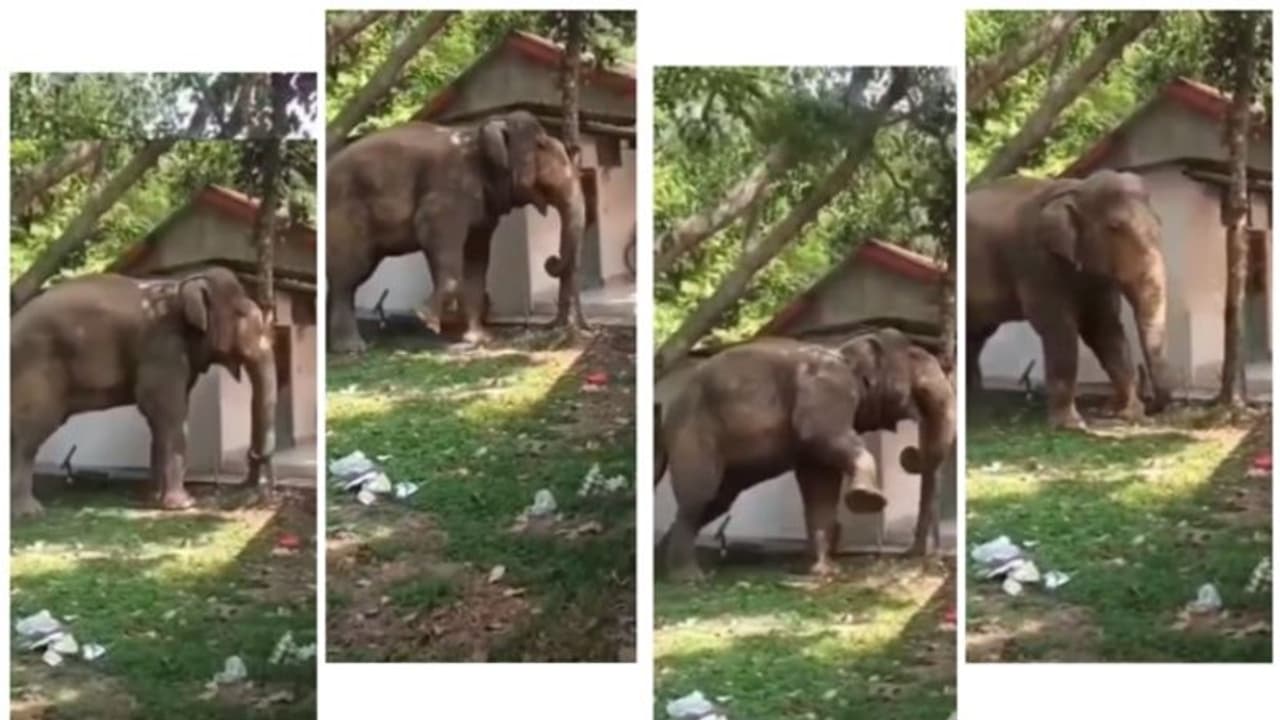 'ചക്ക കണ്ടാൽ പിന്നെ എന്‍റെ സാറേ...'; സാമൂഹിക മാധ്യമങ്ങളില്‍ വൈറലായി ചക്ക പ്രേമിയായ ഒരാനയുടെ വീഡിയോ !