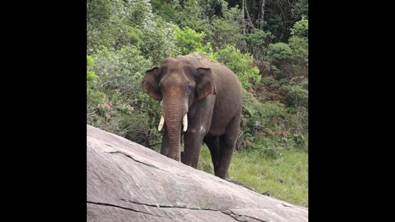 புதிய இடத்தில் அரிகொம்பன் யானை என்ன செய்கிறது.? எப்படி உள்ளது.? வனத்துறை செயலாளர் கூறிய புதிய தகவல் புதிய இடத்தில் அரிகொம்பன் யானை என்ன செய்கிறது.? எப்படி உள்ளது.? வனத்துறை செயலாளர் கூறிய புதிய தகவல்