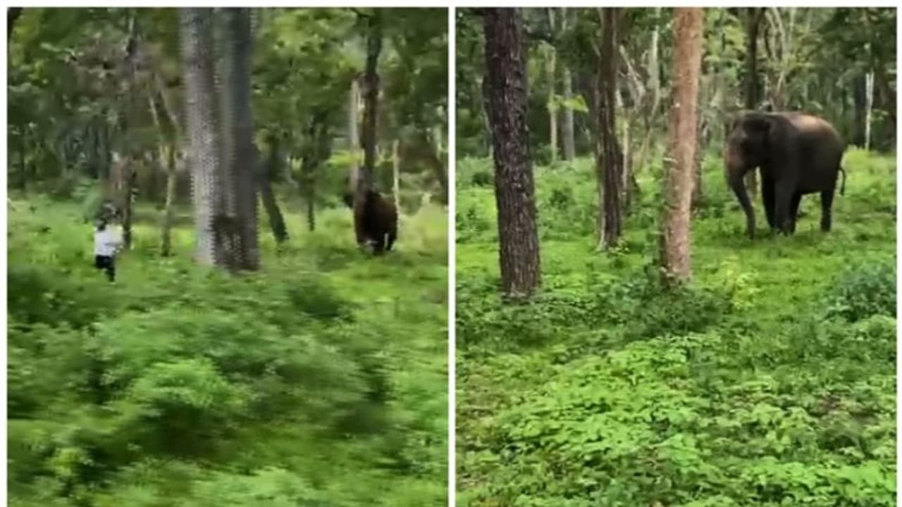 “எங்க ஏரியா உள்ள வராத” காட்டுக்குள் சென்ற நபரை துரத்தியடித்த யானை; தலைதெறிக்க ஓட்டம் பிடித்த பயணி