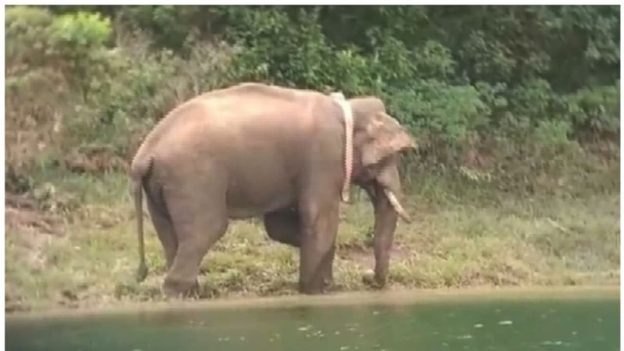 അരിക്കൊമ്പൻ ആരോഗ്യവാൻ, തീറ്റയെടുക്കുന്ന ദൃശ്യങ്ങൾ പുറത്തുവിട്ട് തമിഴ്നാട് വനംവകുപ്പ് അരിക്കൊമ്പൻ ആരോഗ്യവാൻ, തീറ്റയെടുക്കുന്ന ദൃശ്യങ്ങൾ പുറത്തുവിട്ട് തമിഴ്നാട് വനംവകുപ്പ്