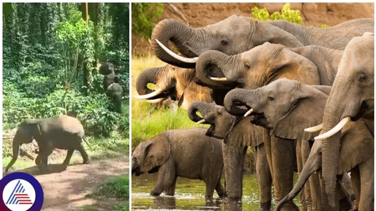 ಐದು ವರ್ಷದಲ್ಲಿ ದುಪ್ಪಟ್ಟಾದ ಕಾಡಾನೆಗಳ ಸಂತತಿ: ಮಾನವರ ಮೇಲಿನ ದಾಳಿಯೂ ಹೆಚ್ಚಳ ಐದು ವರ್ಷದಲ್ಲಿ ದುಪ್ಪಟ್ಟಾದ ಕಾಡಾನೆಗಳ ಸಂತತಿ: ಮಾನವರ ಮೇಲಿನ ದಾಳಿಯೂ ಹೆಚ್ಚಳ