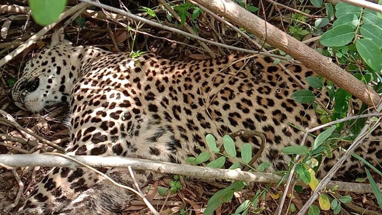 Shivamogga: ಕಾಡುಹಂದಿಗಳ ದಾಳಿಯಿಂದ ಗಾಯಗೊಂಡಿದ್ದ ನಾಲ್ಕು ವರ್ಷದ ಚಿರತೆ ಸಾವು!