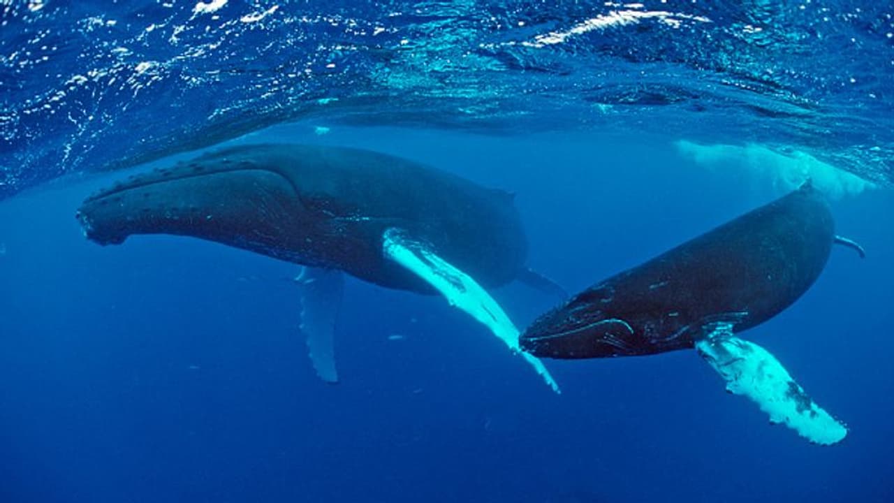 കാര്‍ബണ്‍ഡൈ ഓക്സെഡ് പിടിച്ചെടുക്കാനുള്ള തിമിംഗലങ്ങളുടെ കഴിവ് പരിമിതം; പുതിയ പഠനങ്ങള്‍ വേണമെന്ന് ആവശ്യം 