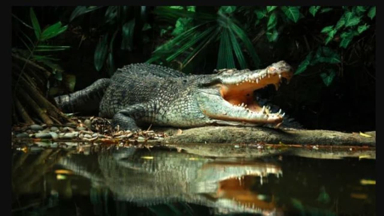 ಗಂಡಿಲ್ಲದೇ ಗರ್ಭ ಧರಿಸಿದ ಮೊಸಳೆ: ಸ್ವಯಂ ಸಂತಾನೋತ್ಪತಿ ಸಿದ್ಧಾಂತಕ್ಕೆ ಪುರಾವೆ ಎಂದ ಸಂಶೋಧಕರು ಗಂಡಿಲ್ಲದೇ ಗರ್ಭ ಧರಿಸಿದ ಮೊಸಳೆ: ಸ್ವಯಂ ಸಂತಾನೋತ್ಪತಿ ಸಿದ್ಧಾಂತಕ್ಕೆ ಪುರಾವೆ ಎಂದ ಸಂಶೋಧಕರು