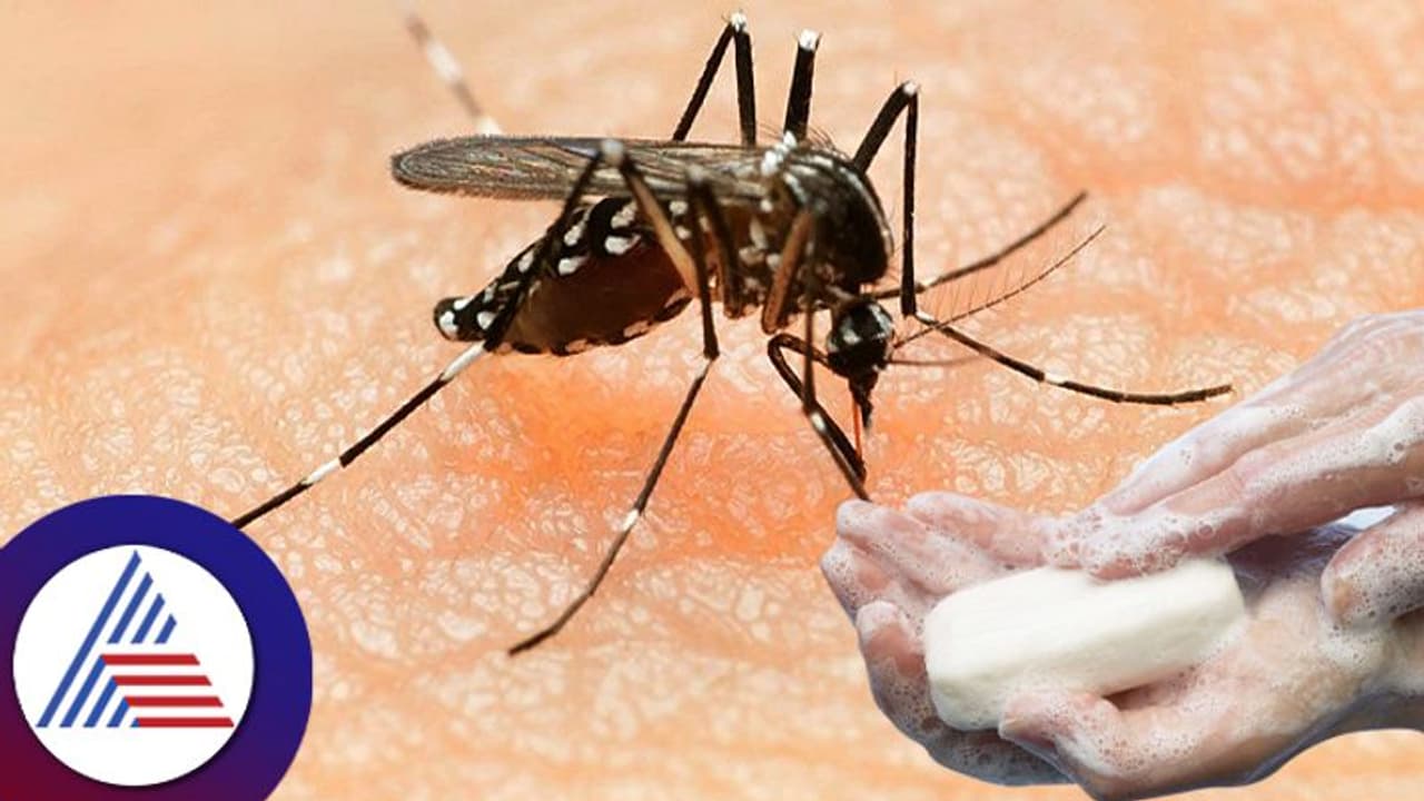 ನಾವು ಬಳಸೋ ಸೋಪಿನ ಪರಿಮಳಕ್ಕೆ ಸೊಳ್ಳೆ ಆಕರ್ಷಿತವಾಗುತ್ತವೆಯಾ? ಸಂಶೋಧನೆ ಹೇಳೋದೇನು? ನಾವು ಬಳಸೋ ಸೋಪಿನ ಪರಿಮಳಕ್ಕೆ ಸೊಳ್ಳೆ ಆಕರ್ಷಿತವಾಗುತ್ತವೆಯಾ? ಸಂಶೋಧನೆ ಹೇಳೋದೇನು?