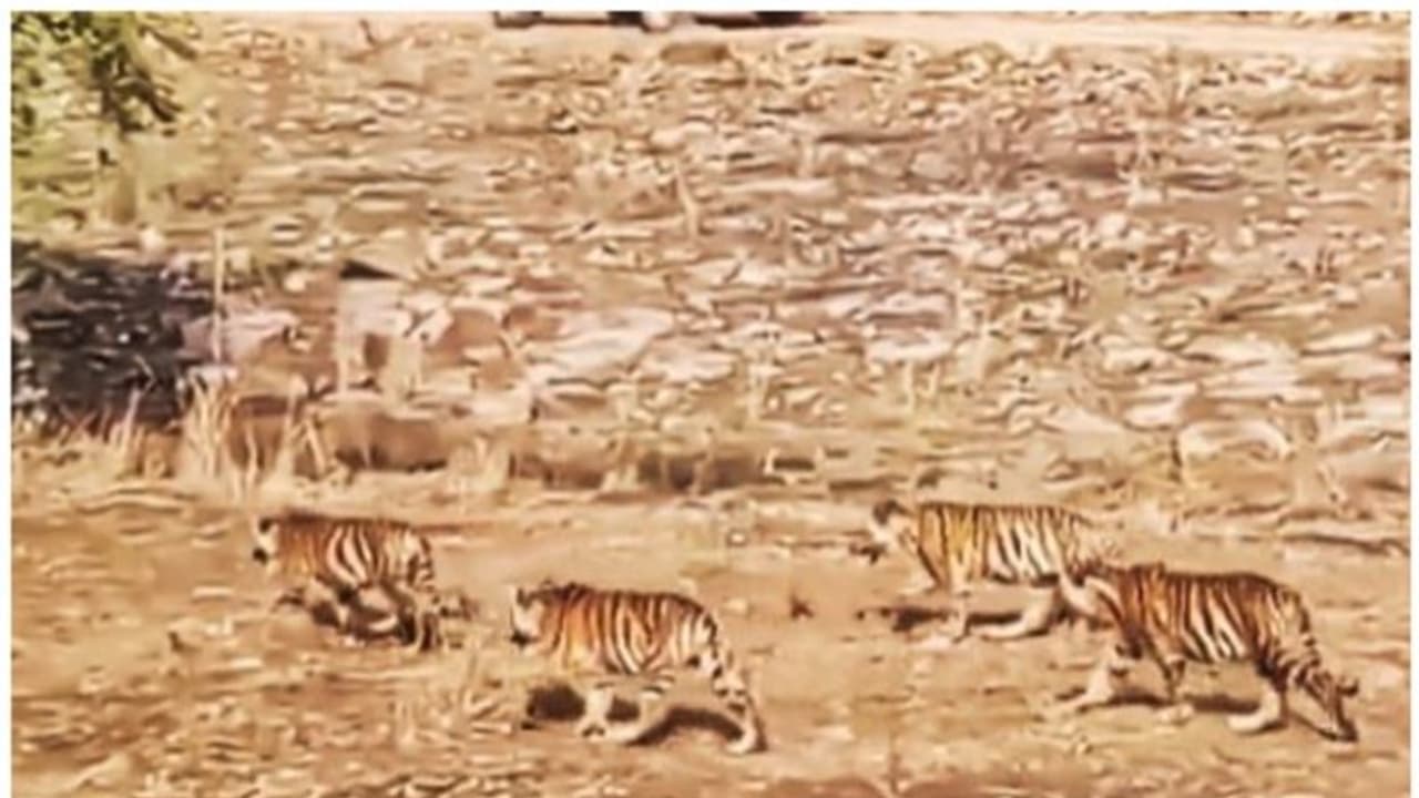 വരിതെറ്റാതെ അടിവെച്ചടിവെച്ചൊരു റൂട്ട് മാര്‍ച്ച്; അച്ചടക്കത്തിന് വേണം കൈയടിയെന്ന് നെറ്റിസണ്‍സ് !