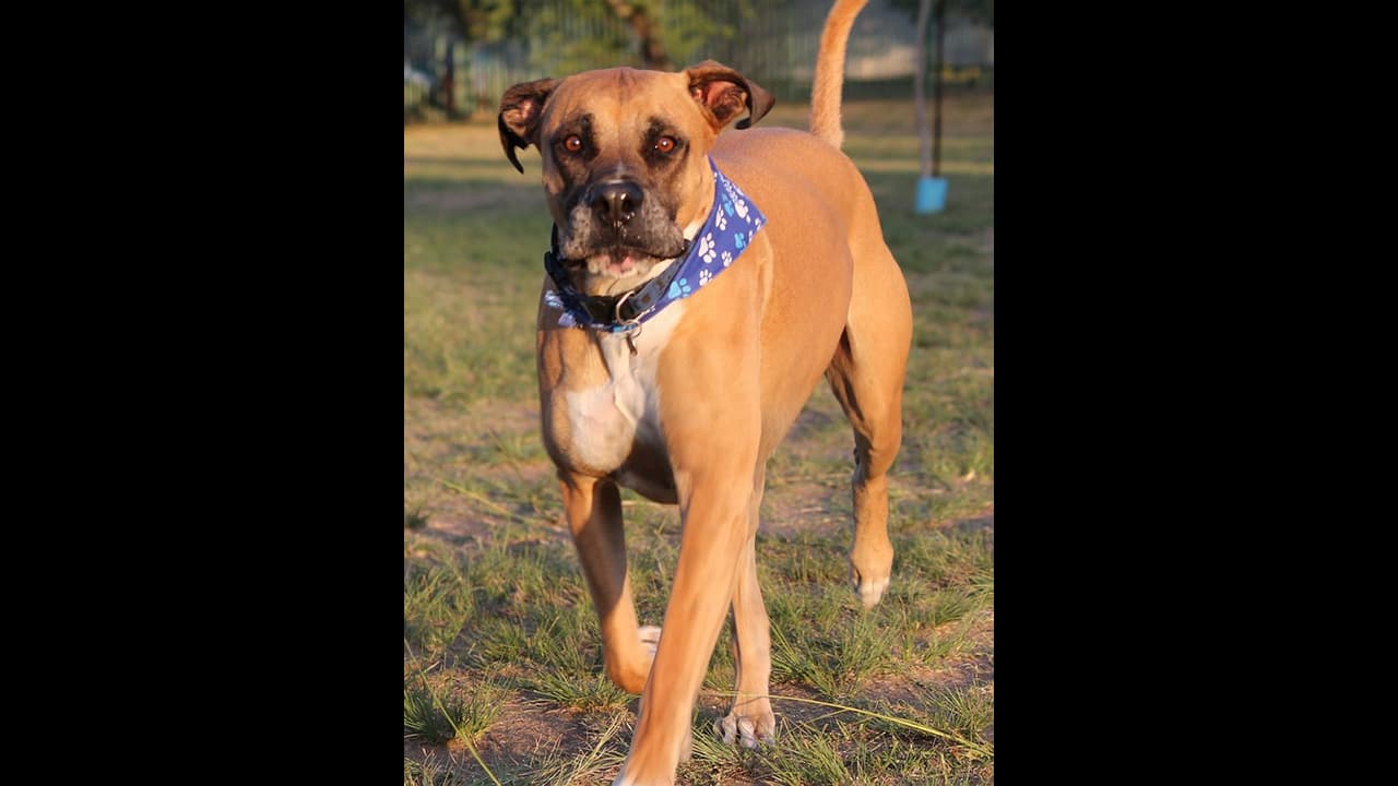 ಆಟವಾಡುತ್ತಿದ್ದ ಮಕ್ಕಳಿಗೆ ಕಚ್ಚಿದ ಪ್ರಾಂಶುಪಾಲರ ಪ್ರೀತಿಯ ಶ್ವಾನ: ಪೋಷಕರ ಆಕ್ರೋಶ