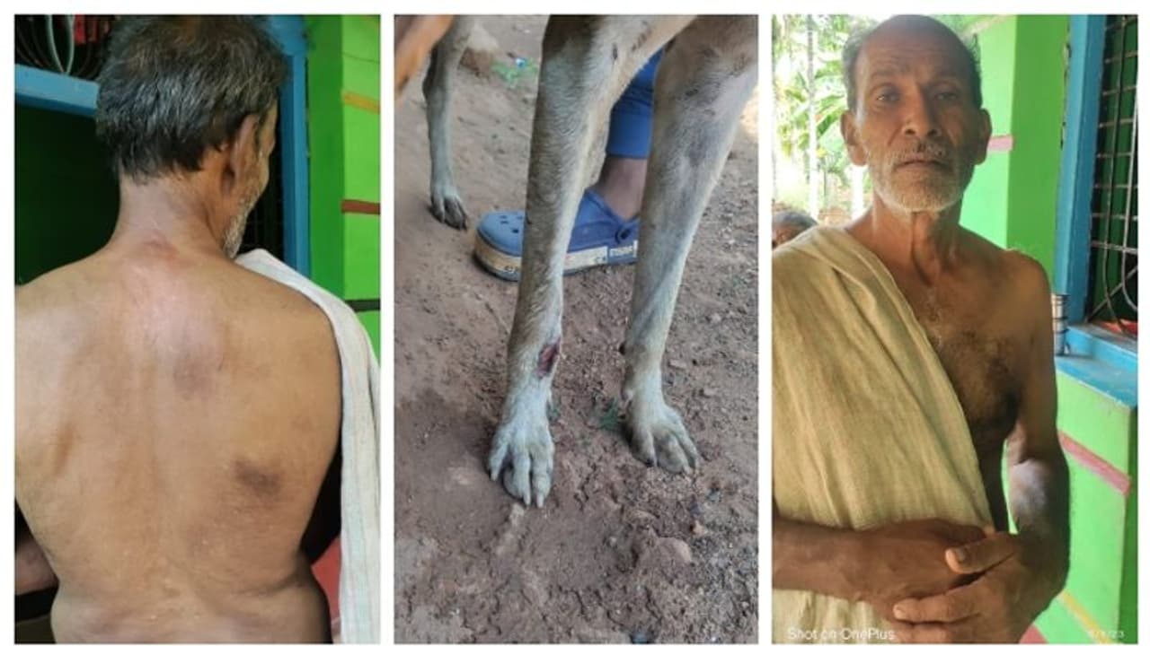 Davanagere: ಚಿರತೆ ದಾಳಿಯಿಂದ ಮಾಲೀಕ ಮತ್ತು ಮನೆ ನಾಯಿಯನ್ನು ಕಾಪಾಡಿದ ಹಸು! Davanagere: ಚಿರತೆ ದಾಳಿಯಿಂದ ಮಾಲೀಕ ಮತ್ತು ಮನೆ ನಾಯಿಯನ್ನು ಕಾಪಾಡಿದ ಹಸು!