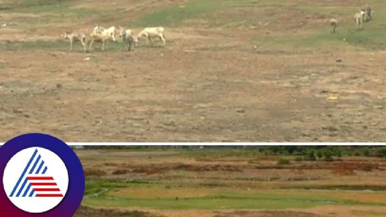 ಬಾಗಲಕೋಟೆ: ಬಾರದ ಮುಂಗಾರು ಕೃಷ್ಣಾ, ಮಲಪ್ರಭಾ & ಘಟಪ್ರಭಾ ನದಿಗಳ ಒಡಲು ಖಾಲಿ ಖಾಲಿ!