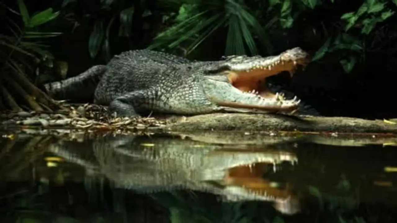 తెలంగాణలో వర్షాలు : చెరువులోకి కొట్టుకొచ్చిన మొసలి, స్థానికులు షాక్.. బంధించిన అధికారులు తెలంగాణలో వర్షాలు : చెరువులోకి కొట్టుకొచ్చిన మొసలి, స్థానికులు షాక్.. బంధించిన అధికారులు