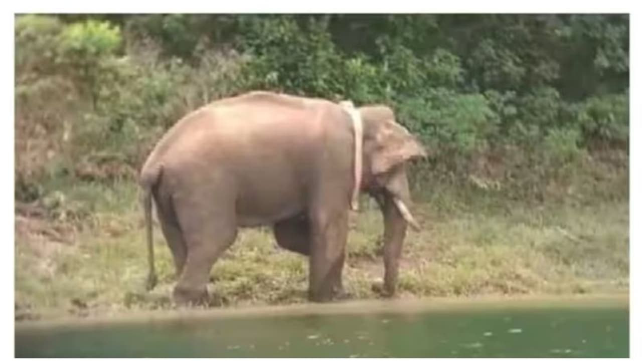 தடுப்பு வேலியை சேதப்படுத்திய அரிக்கொம்பன் யானை..! அடர்ந்த வனப்பகுதிக்குள் விரட்ட முடியாமல் திணறும் வனத்துறை