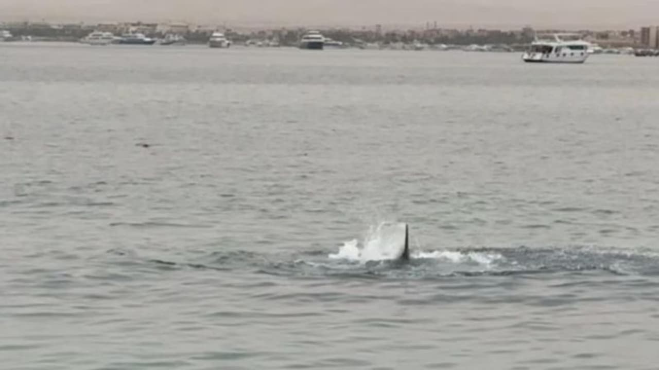 ബീച്ചില് കുളിക്കുകയായിരുന്ന യുവാവിനെ ഭീമന് സ്രാവ് വിഴുങ്ങി; ഞെട്ടിക്കുന്ന ദൃശ്യങ്ങള് സോഷ്യല് മീഡിയയില് ബീച്ചില് കുളിക്കുകയായിരുന്ന യുവാവിനെ ഭീമന് സ്രാവ് വിഴുങ്ങി; ഞെട്ടിക്കുന്ന ദൃശ്യങ്ങള് സോഷ്യല് മീഡിയയില്