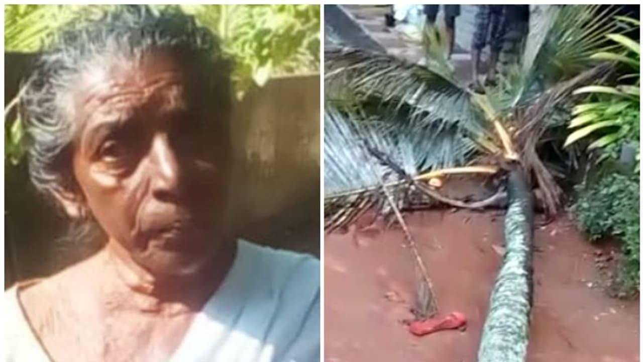 തൃശൂർ എളവള്ളിയിൽ തെങ്ങ് കടപുഴകി വീണ് പരിക്കേറ്റ വയോധിക മരിച്ചു