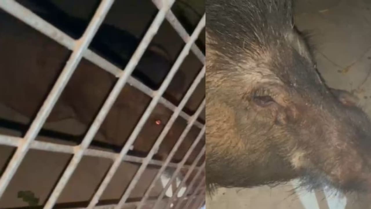 പള്ളി ഓഡിറ്റോറിയത്തിലേക്ക് ഓടിക്കയറി കാട്ടുപന്നി, പൂട്ടിയിട്ട് നാട്ടുകാർ; ഷൂട്ടറെത്തി വെടിവെച്ച് കൊന്നു പള്ളി ഓഡിറ്റോറിയത്തിലേക്ക് ഓടിക്കയറി കാട്ടുപന്നി, പൂട്ടിയിട്ട് നാട്ടുകാർ; ഷൂട്ടറെത്തി വെടിവെച്ച് കൊന്നു