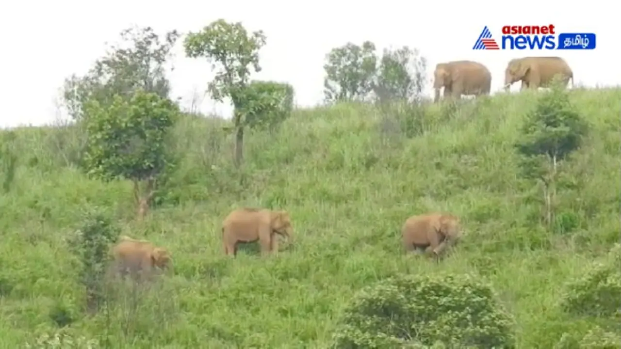 VIDEO | கூட்டம் கூட்டமாக உலா வரும் யானைகள்! கண்கொள்ளா காட்சி! பொதுமக்களுக்கு வனத்துறை எச்சரிக்கை! VIDEO | கூட்டம் கூட்டமாக உலா வரும் யானைகள்! கண்கொள்ளா காட்சி! பொதுமக்களுக்கு வனத்துறை எச்சரிக்கை!