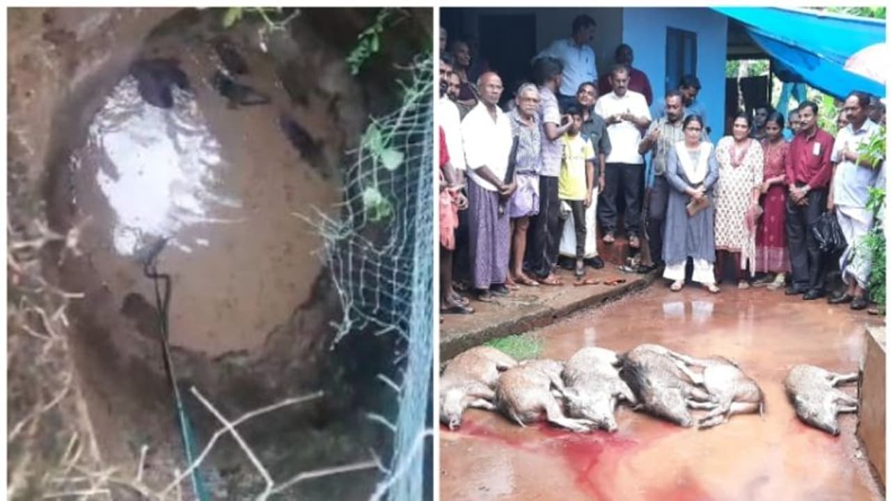 കണ്ണൂരിൽ കിണറ്റിൽ വീണ 6 കാട്ടുപന്നികളെ വെടിവെച്ചുകൊന്നു കണ്ണൂരിൽ കിണറ്റിൽ വീണ 6 കാട്ടുപന്നികളെ വെടിവെച്ചുകൊന്നു