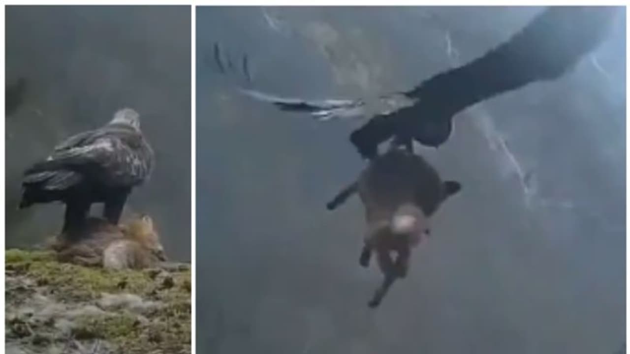 ചത്ത കുറുക്കനെ പൊക്കിയെടുത്ത് പറക്കുന്ന സ്വര്ണ്ണപ്പരുന്ത്; വൈറല് വീഡിയോ ചത്ത കുറുക്കനെ പൊക്കിയെടുത്ത് പറക്കുന്ന സ്വര്ണ്ണപ്പരുന്ത്; വൈറല് വീഡിയോ