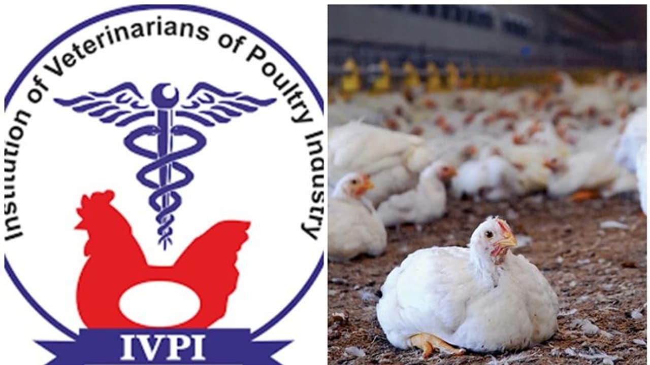 கோழி சாப்பிடுவதால் Antimicrobial Resistance நோய் உருவாகிறதா.? வதந்திகளை நம்ப வேண்டாம்.! IVPI விளக்கம்