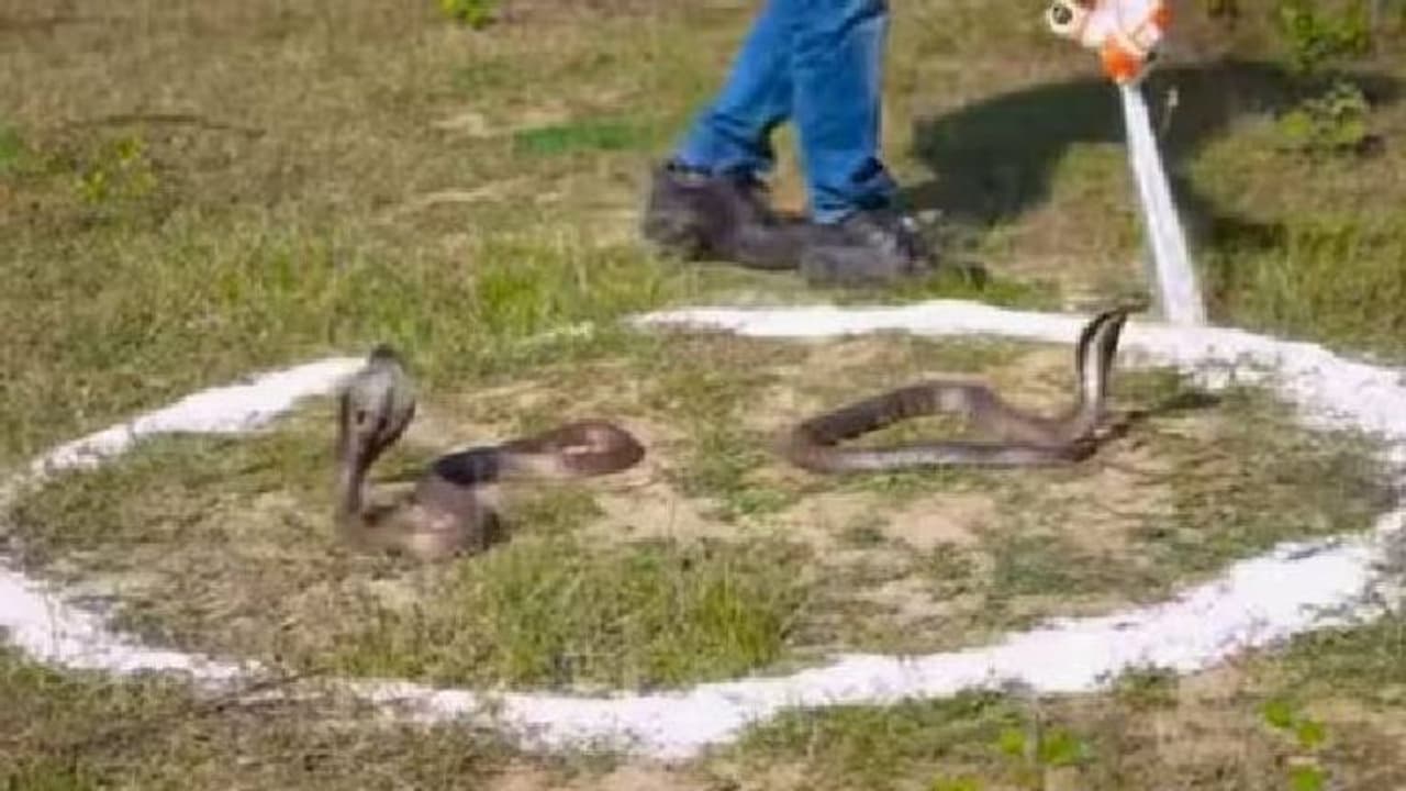 ഉപ്പ് വിതറിയാൽ രാജവെമ്പാല വരില്ലേ? പരീക്ഷണവുമായി യുവാവ്, വൈറലായി വീഡിയോ ഉപ്പ് വിതറിയാൽ രാജവെമ്പാല വരില്ലേ? പരീക്ഷണവുമായി യുവാവ്, വൈറലായി വീഡിയോ