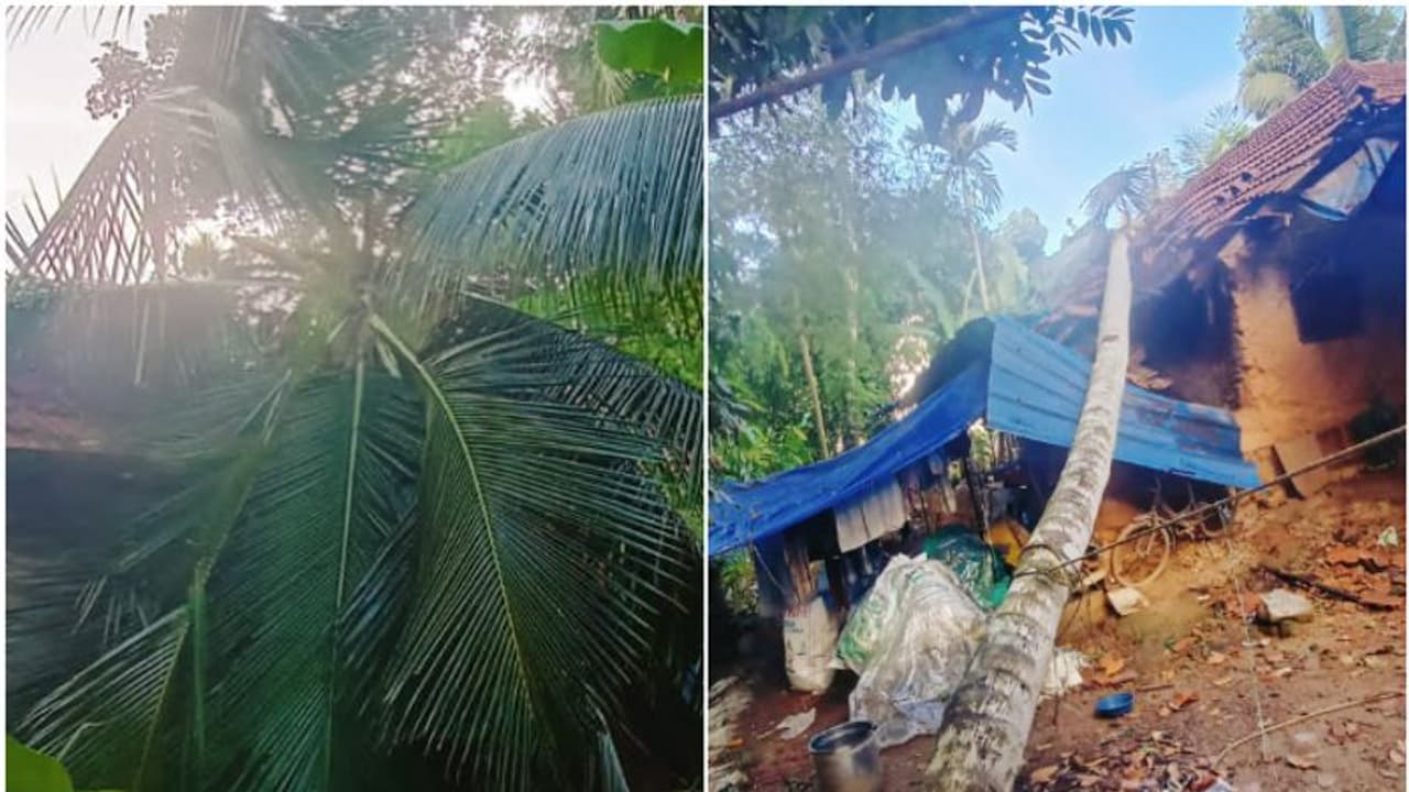 മഴക്കൊപ്പം ശക്തമായ കാറ്റും, തിരുവനന്തപുരത്ത് അപകടം; തെങ്ങ് കടപുഴകി വീണ് വീട് തകർന്നു, വീട്ടുകാർ ഇറങ്ങിയോടി മഴക്കൊപ്പം ശക്തമായ കാറ്റും, തിരുവനന്തപുരത്ത് അപകടം; തെങ്ങ് കടപുഴകി വീണ് വീട് തകർന്നു, വീട്ടുകാർ ഇറങ്ങിയോടി