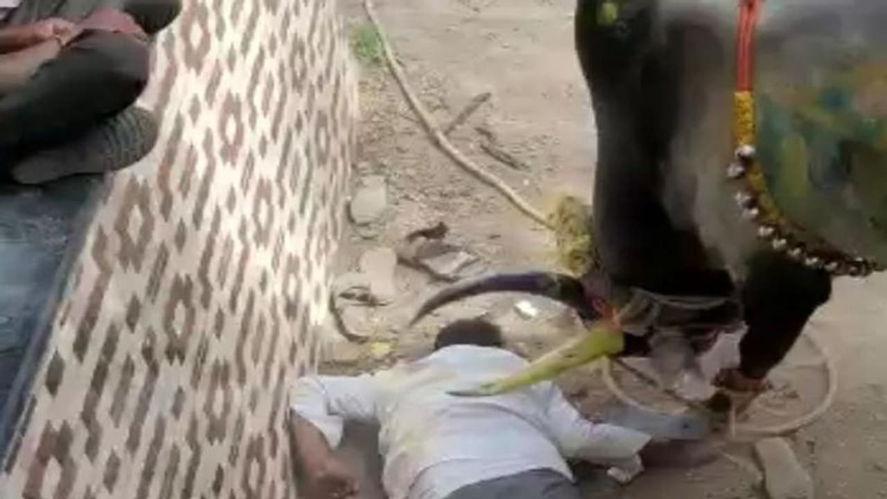 ವಿಜಯಪುರ: ಫಾರಿನ್‌ನ ಯಾವ ಬುಲ್ ಫೈಟ್‌ಗೂ ಕಮ್ಮಿ ಇಲ್ಲ ಕಾಖಂಡಕಿ ಕರಿ..!